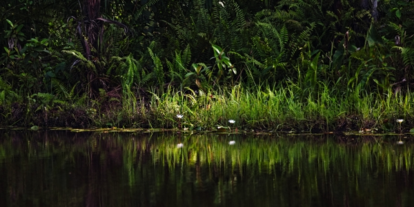 Nymphaea micrantha