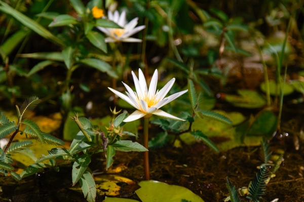 Nymphaea micrantha