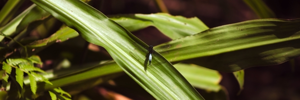 Acisoma trifidum