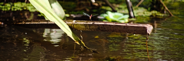 Tholymis tillarga