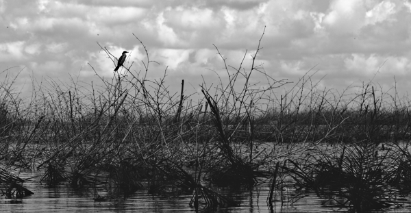 Cormoran Africain