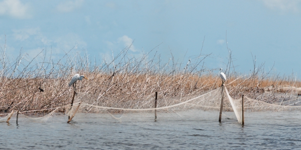 Grande Aigrette et Aigrette Garzette