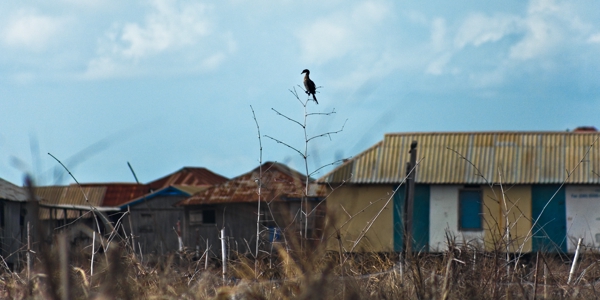 Cormoran Africain