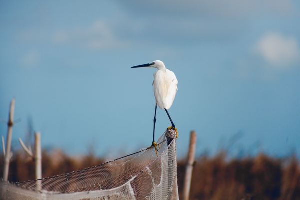 Les oiseaux de Ganvié, Bénin