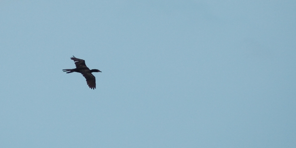 Cormoran Africain