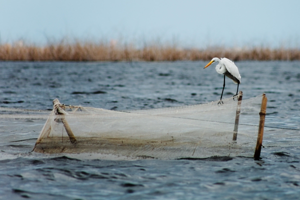 Grande Aigrette
