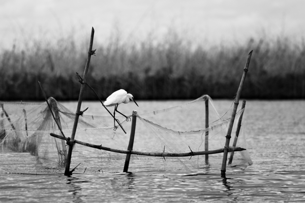 Aigrette Garzette