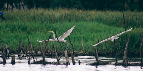 Grande Aigrette