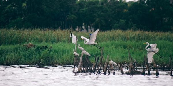 Grande Aigrette et Aigrette Garzette