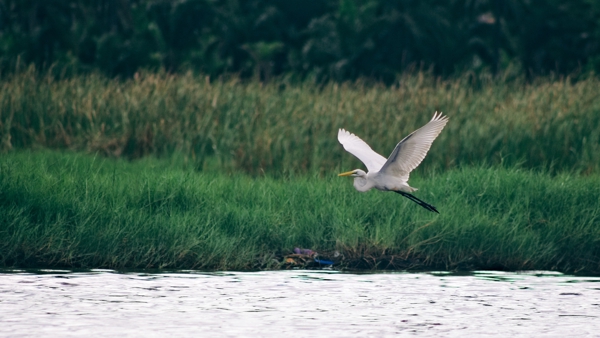 Grande Aigrette