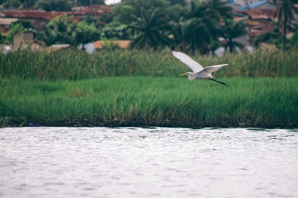 Grande Aigrette