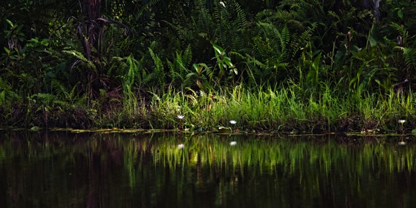 Nymphaea micrantha