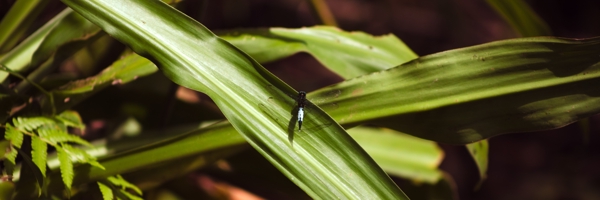 Acisoma trifidum