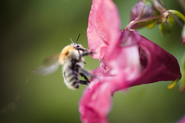 Quelques abeilles de septembre