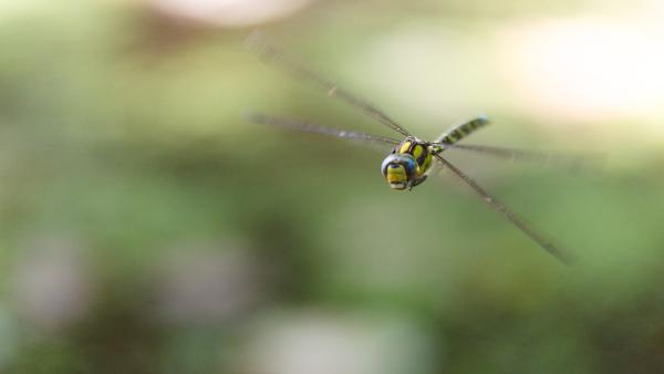 Quelques libellules de septembre
