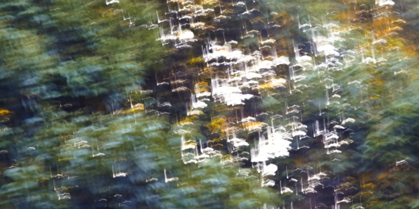 Feuillages